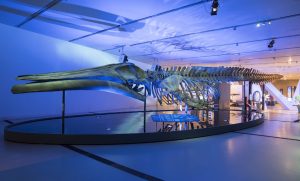 09. Blue whale skeleton