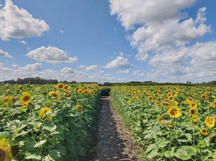 117578416_10158519442772156_4135745954237246572_o