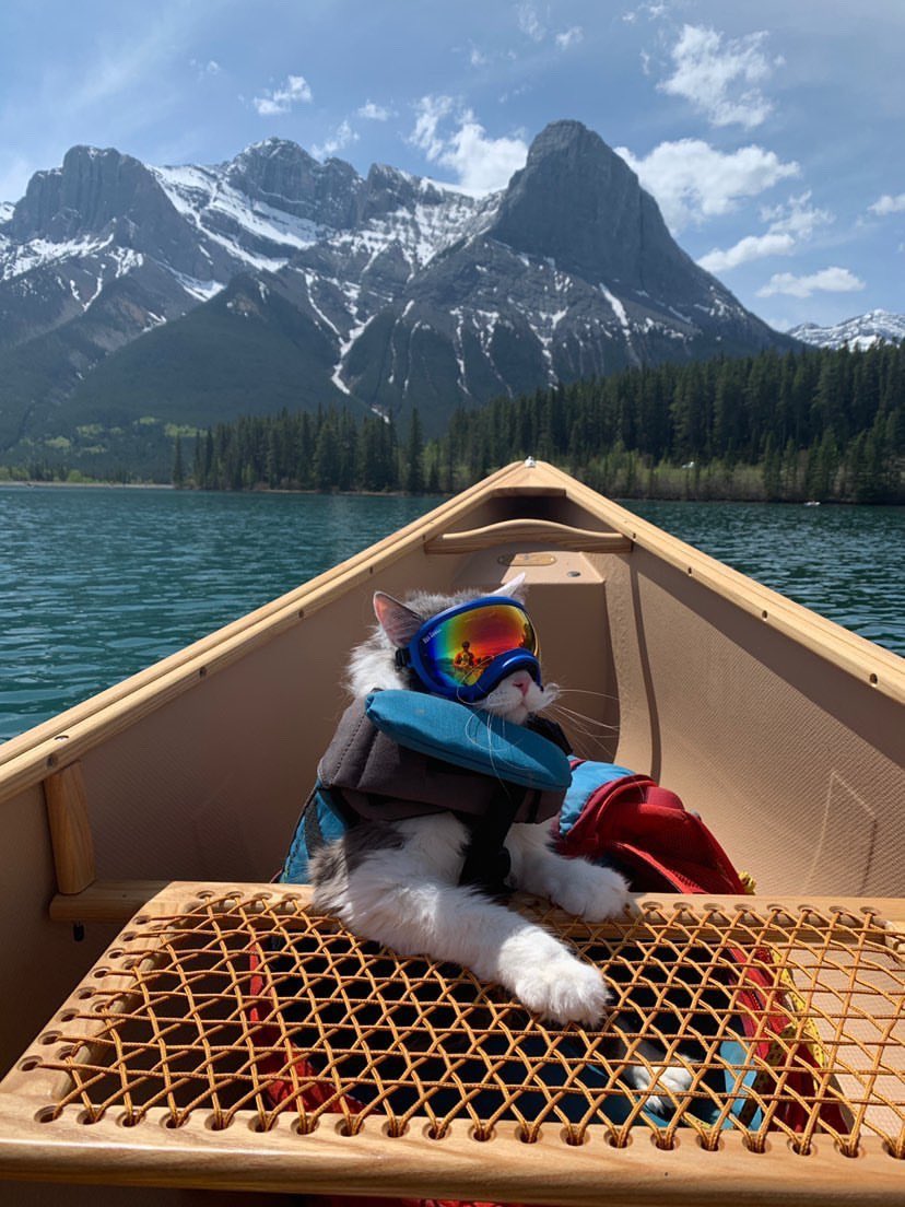 2020-Virtual-Edmonton-International-Cat-Festival-18