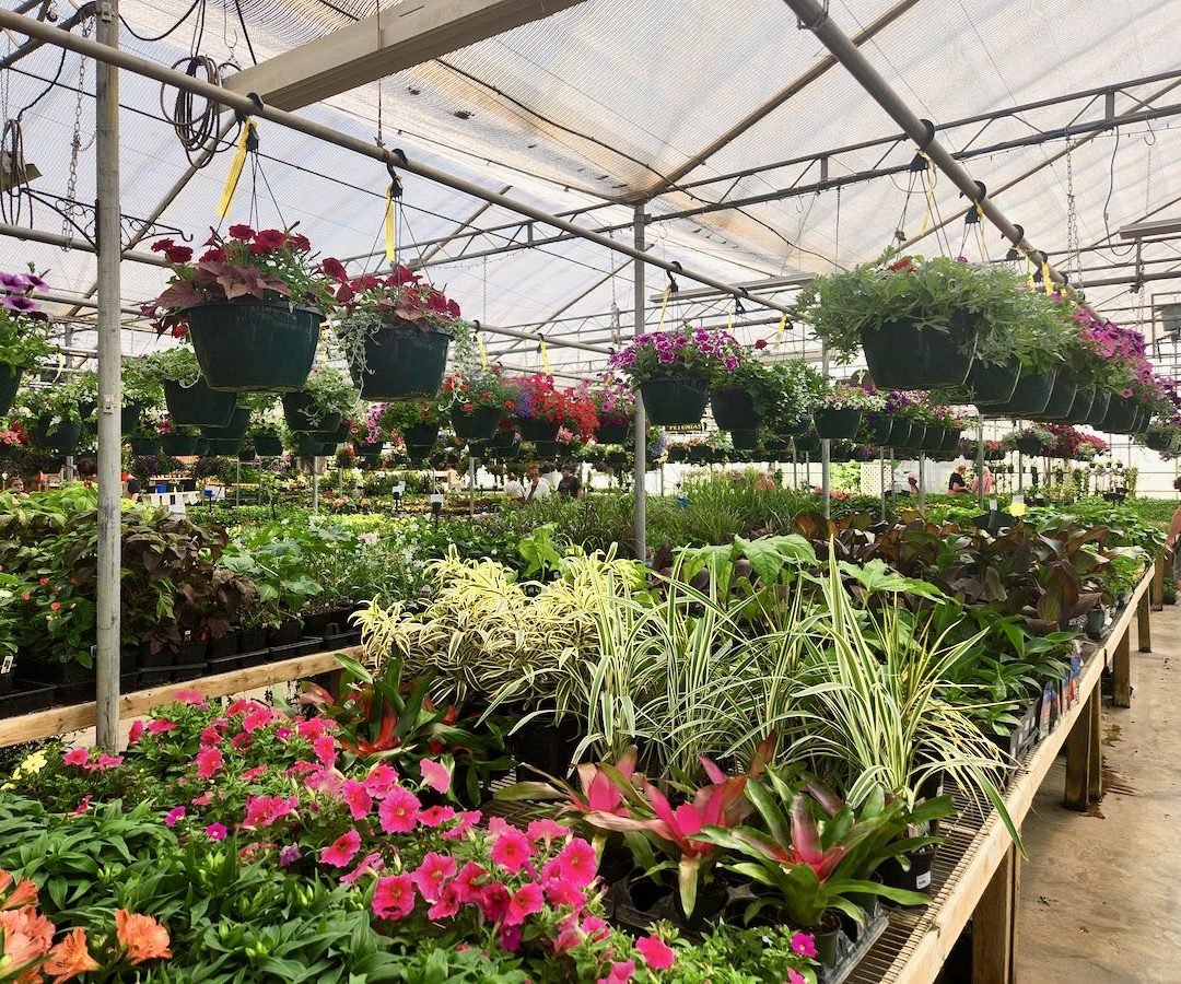 Gardens Galore! Edify’s 2023 Greenhouse Guide Edify.