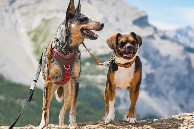 What to Know Before Going to the Mountains With Your Dog