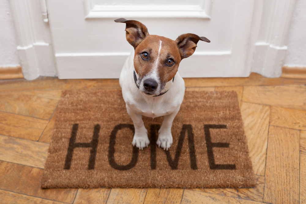 how can i make my home dog friendly