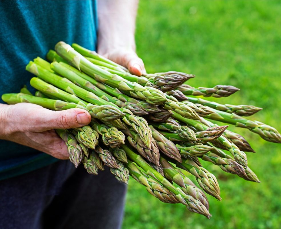 Ingredient: Asparagus