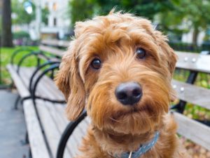 Goldendoodle