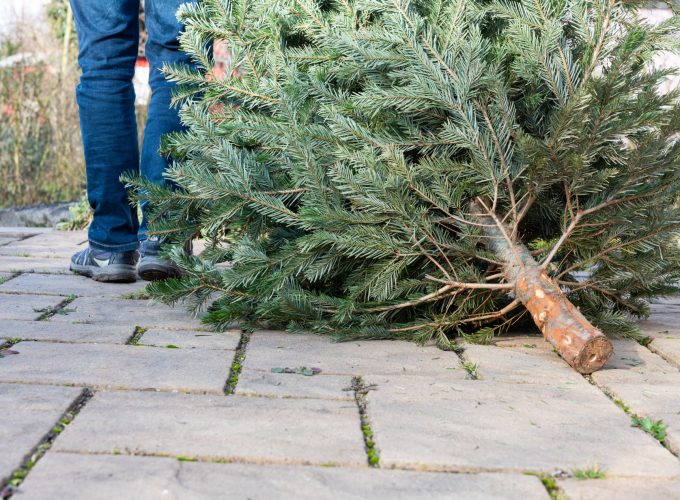 O Christmas Tree, How Do I Throw Thee Away?