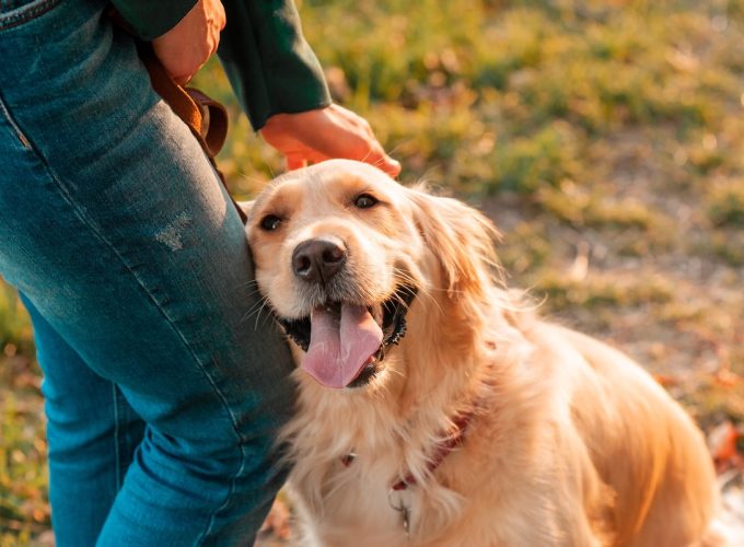 Edmonton Helps Vulnerable Pet Owners Keep Spot Close