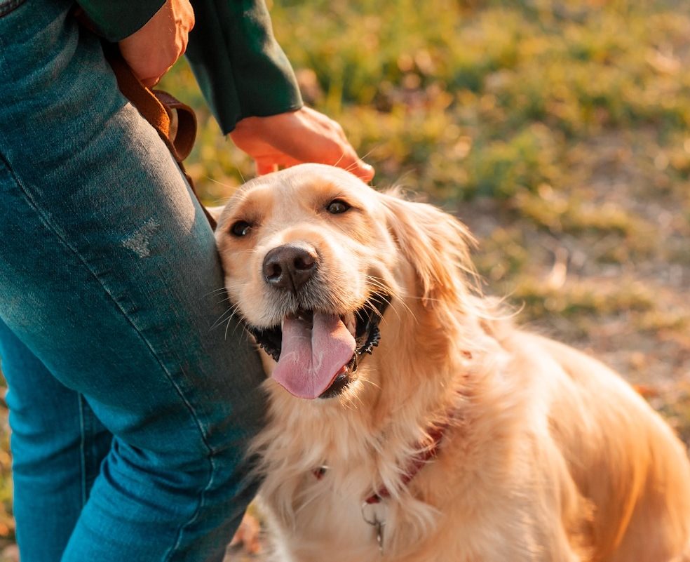 A Lifeline for Four-Legged Family Members