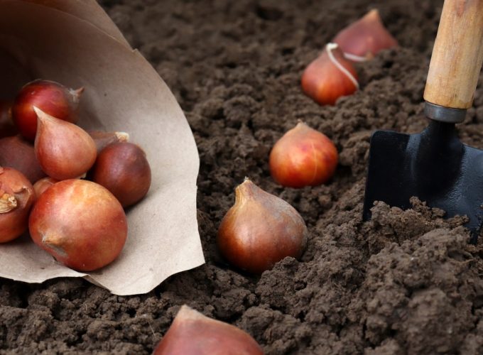 Fall Bulb Gardening for the Eternal Optimist
