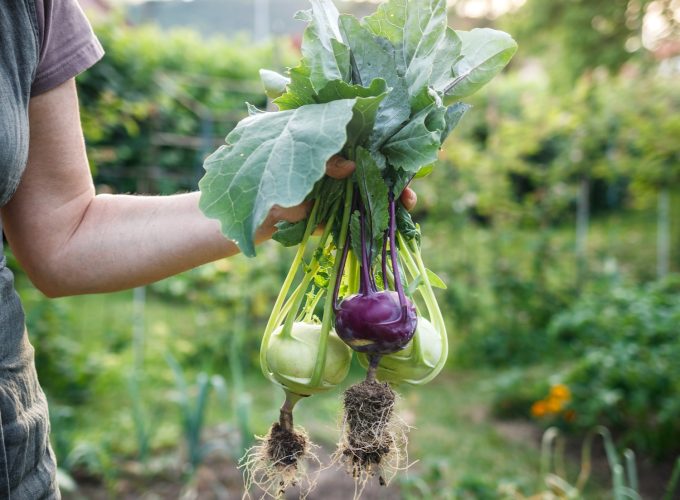 Ingredient: Kohlrabi