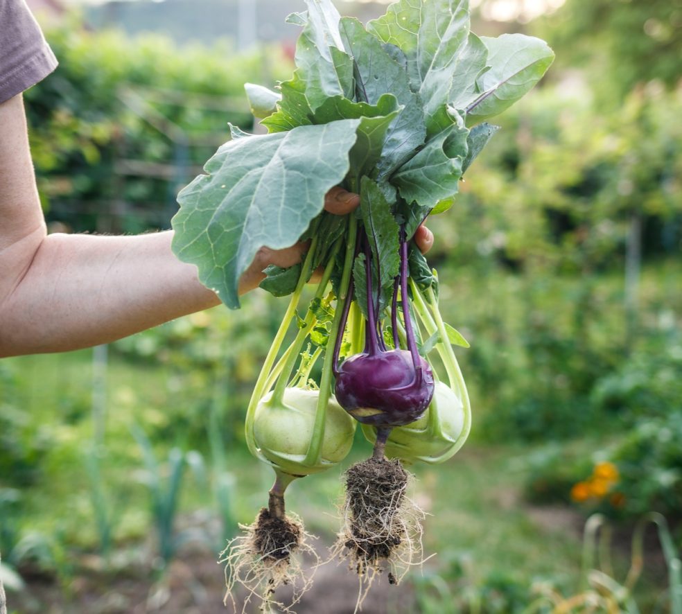 Ingredient: Kohlrabi