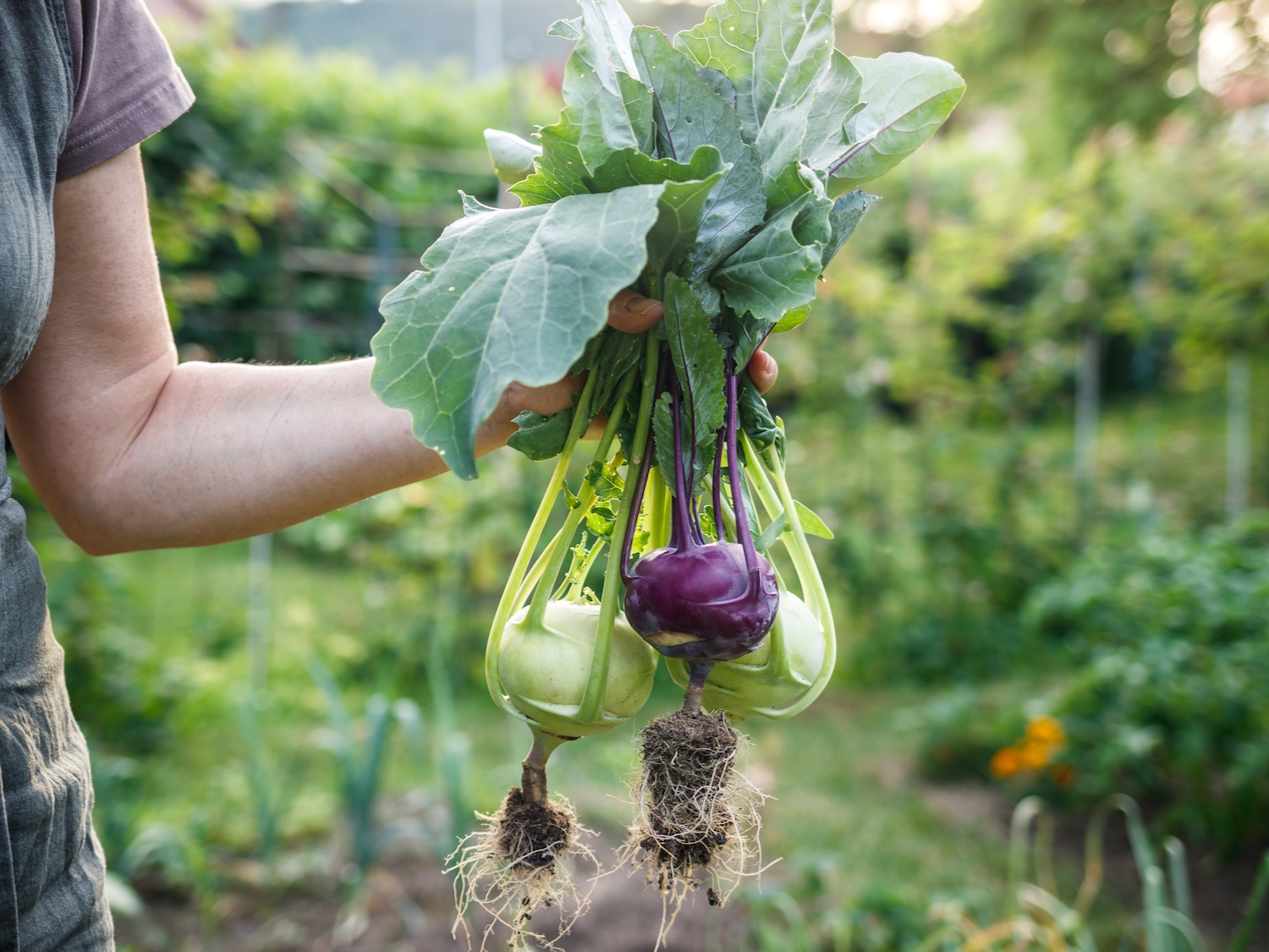 Kohlrabi