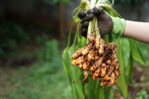 A farmer's hand holds turmeric freshly harvested