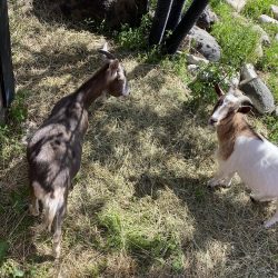 Aspen goats