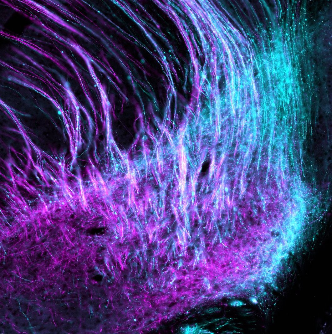 Aurora - Brian Marriott