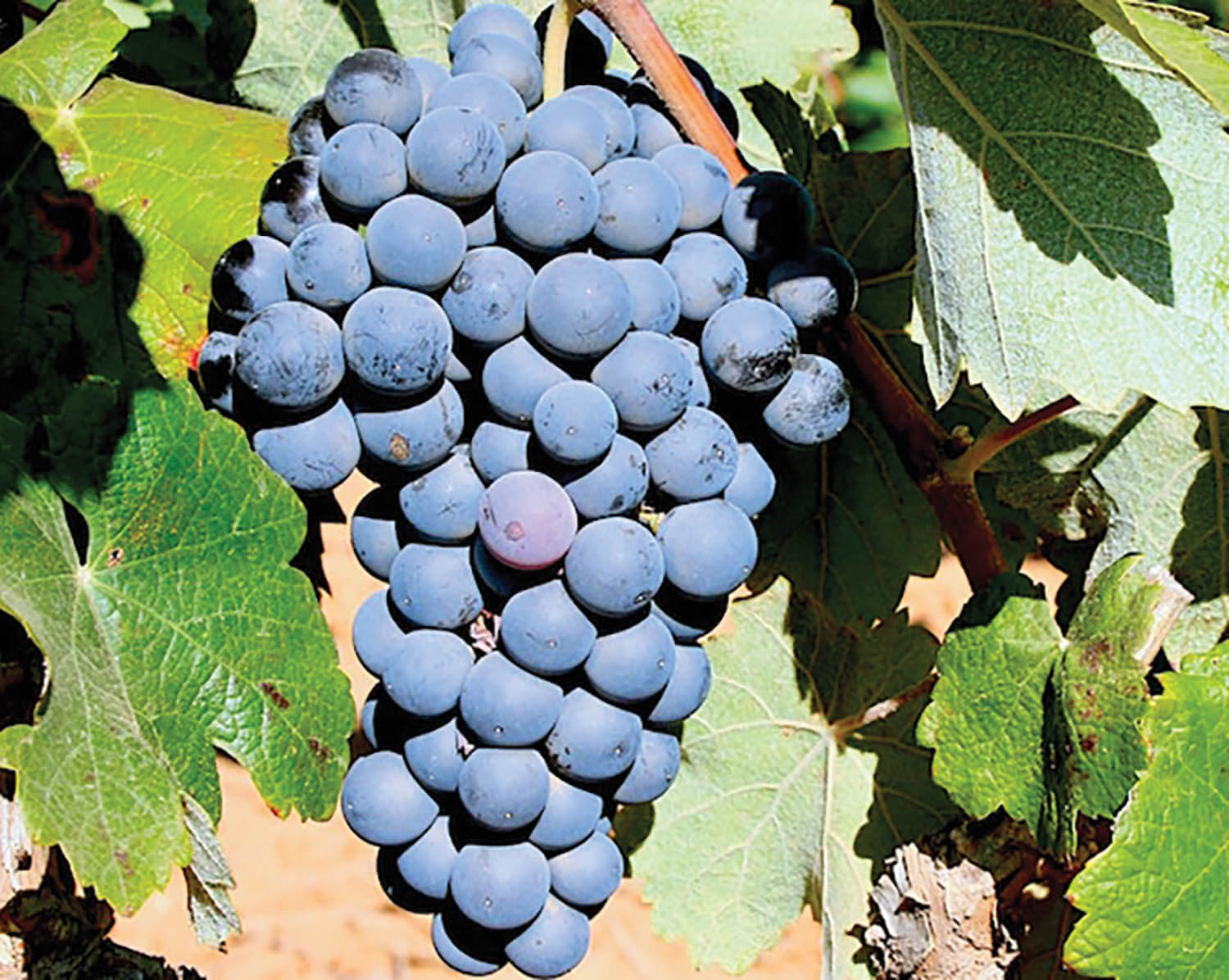 BobalGrapes_RedGrapes_InSunshine_OnVine