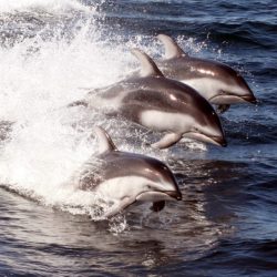 Browns white sided dolphins