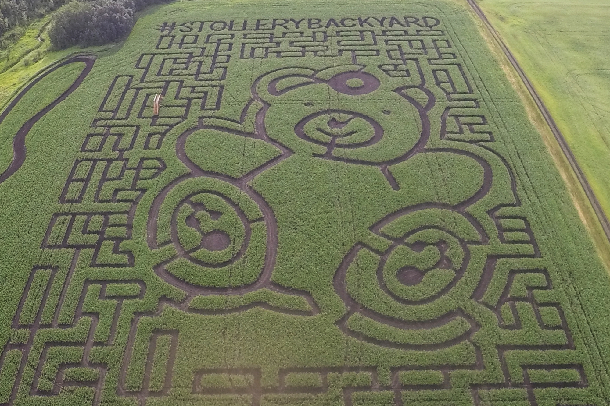 Corn-maze