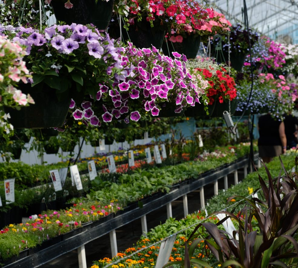 Edmonton Greenhouse Guide 2025 Where To Buy Flowers Trees Vegetable Plants Seeds Perennials Annuals