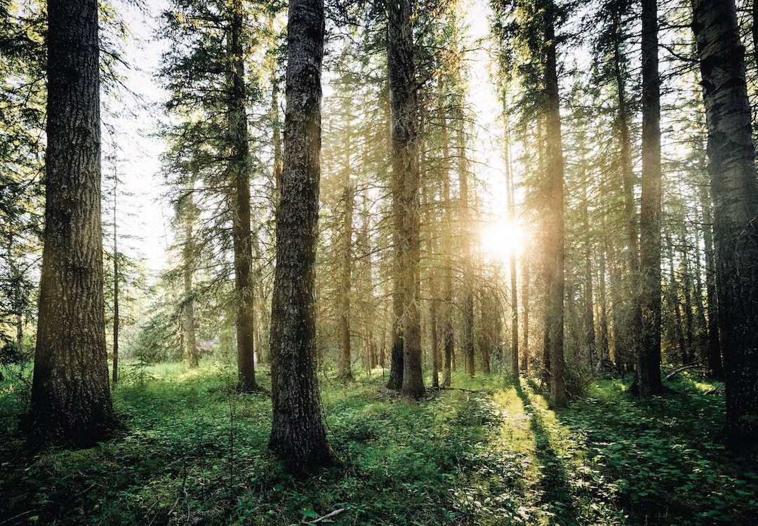 Alberta’s Natural Love Story | Edify.