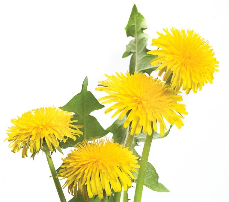 Ingredient: Dandelions | Edify.