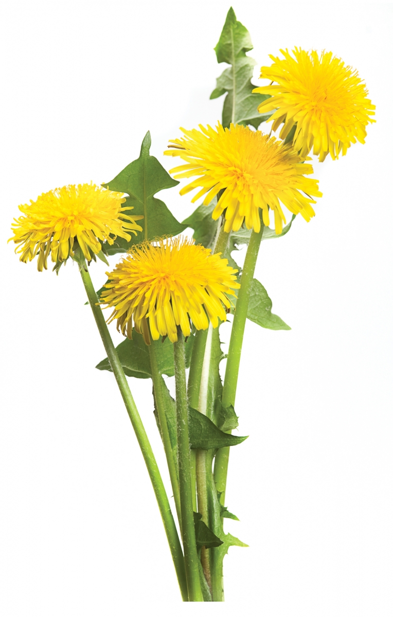 Ingredient: Dandelions | Edify.