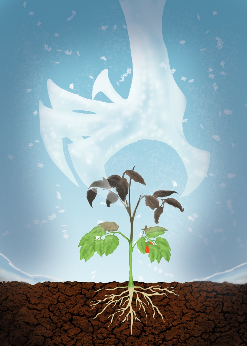 FOR-WEB_Rod-Morrison-blossoming-with-hope-number-1-1