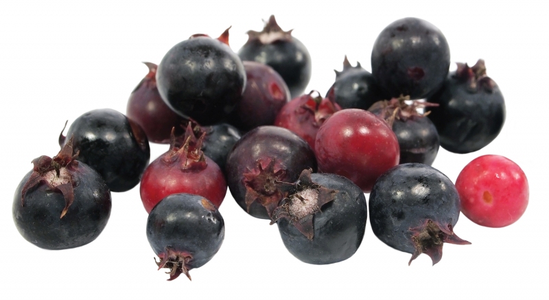 are saskatoon berries good for dogs