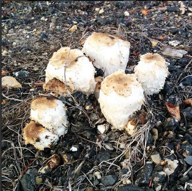 Mushrooms