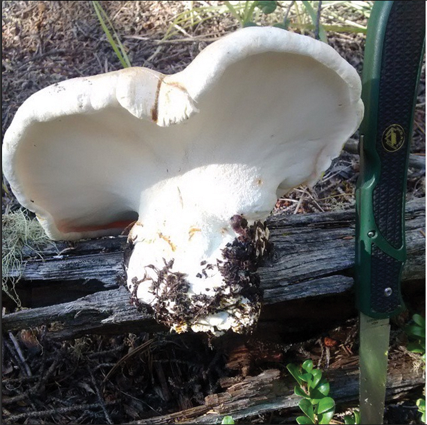 FOR-WEB_Screen-Shot-2015-03-03-at-2.58.23-PM