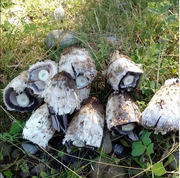 Mushrooms