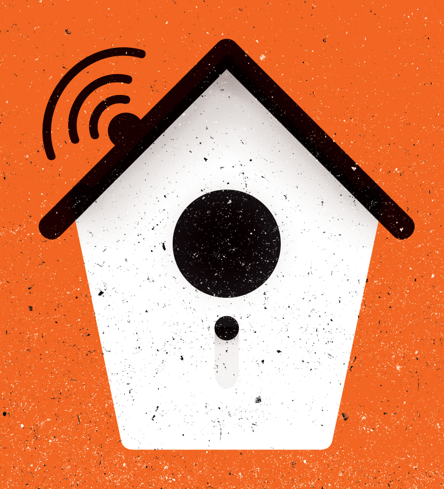 FOR-WEB_animals_birds