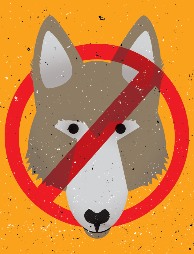 FOR-WEB_animals_coyote