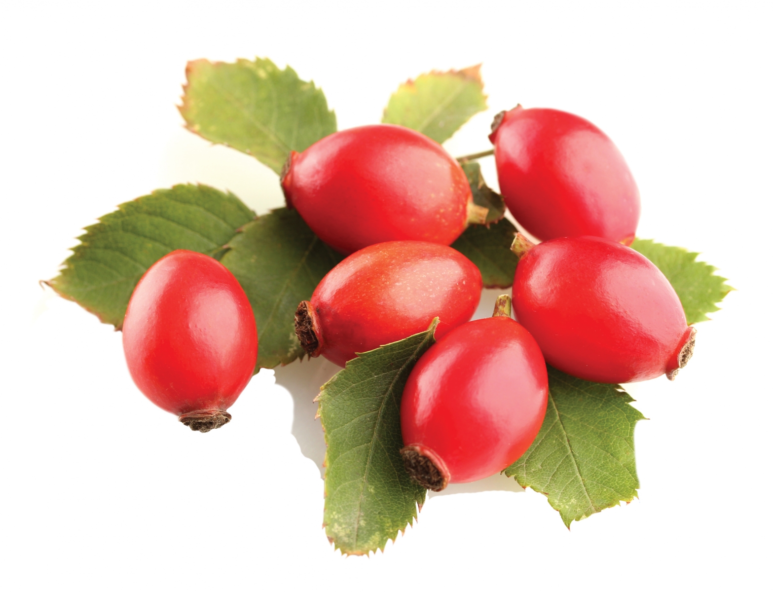 Ingredient Rose Hips Edify.