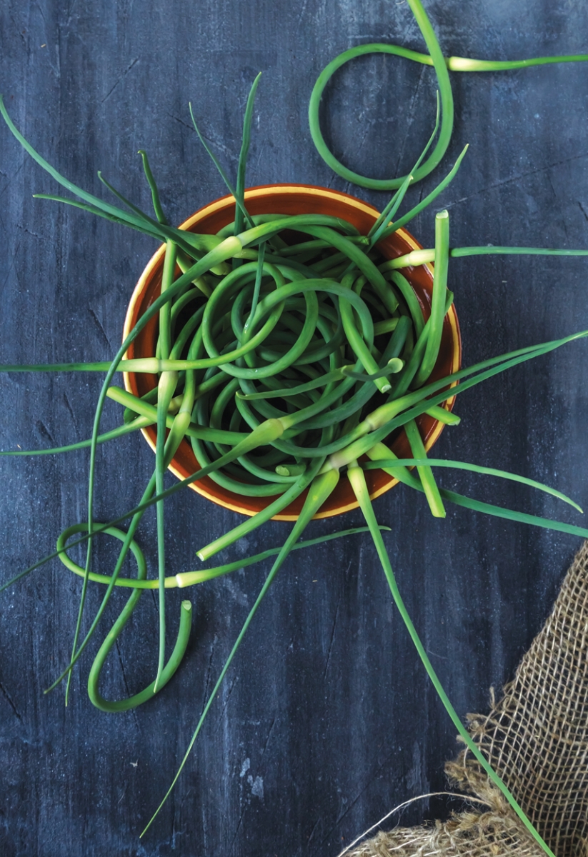 FOR-WEB_shutterstock_453294415