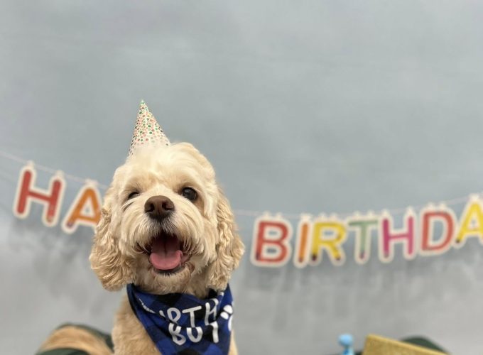 Celebrate Your Dog’s Birthday