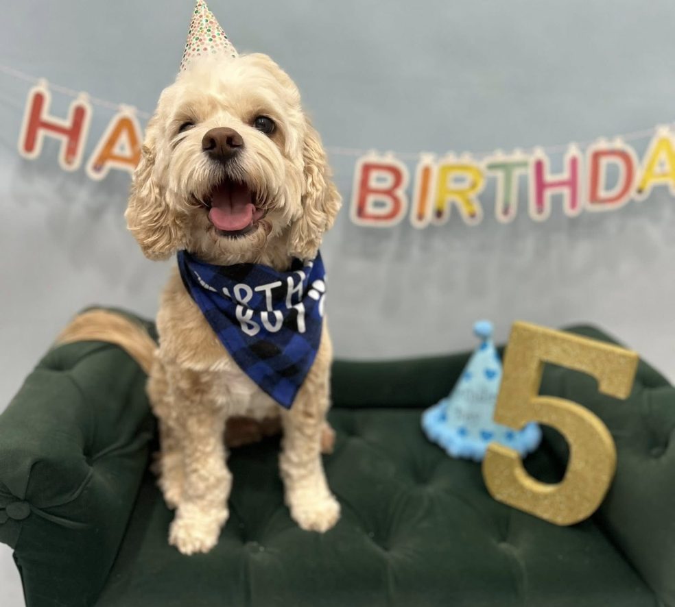 Celebrate Your Dog’s Birthday