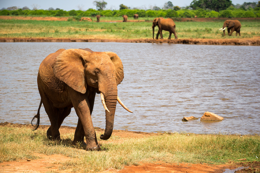 A big red elephant is walking on the bank of a water hole