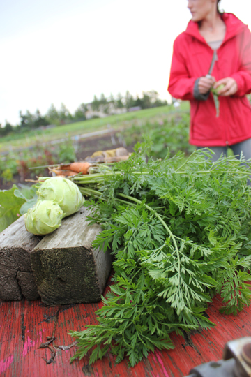 University of Alberta garden