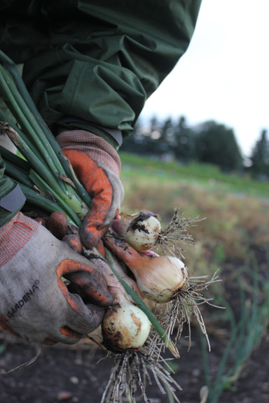 Harvest_Onions1
