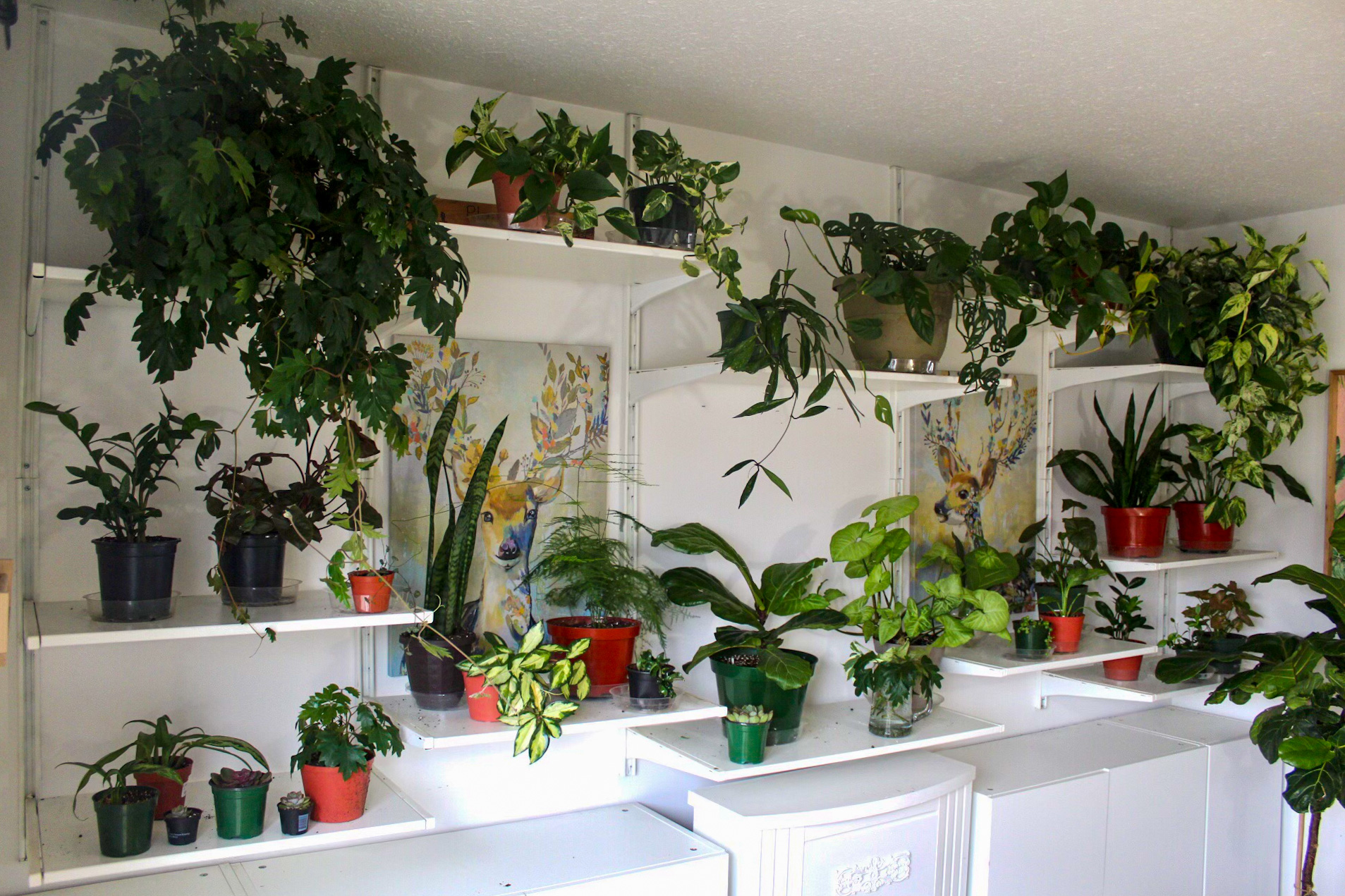 House Plants
