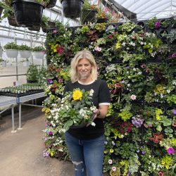 living wall, planter, hanging baskets, greenhouse