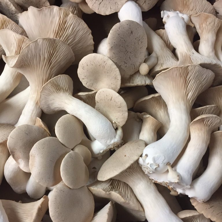 IMG_20161019_085546-e1536005823739-768x768