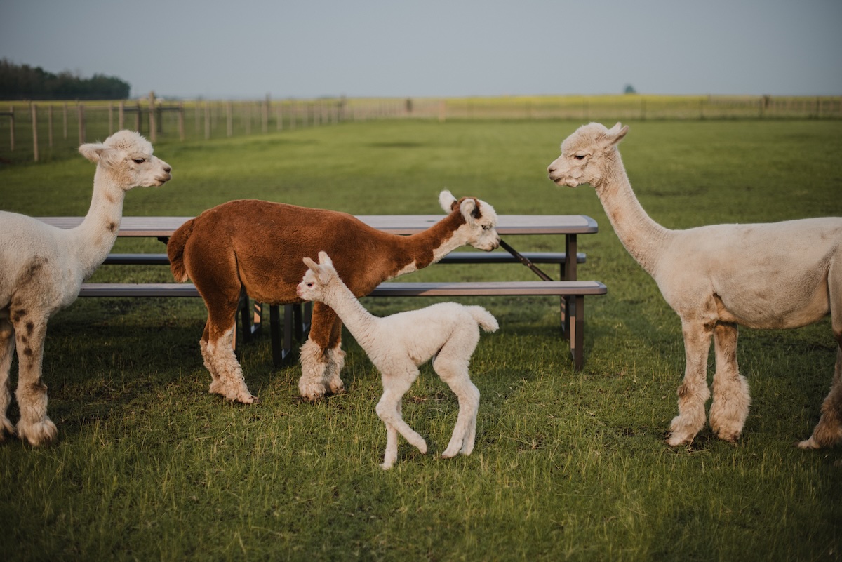 Kristina Felker Photography-3
