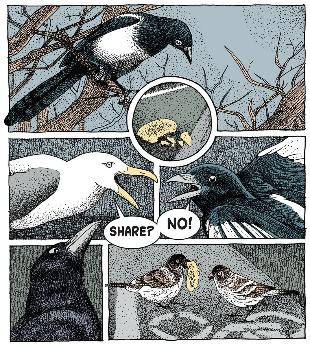 Magpies_Crows_Illo