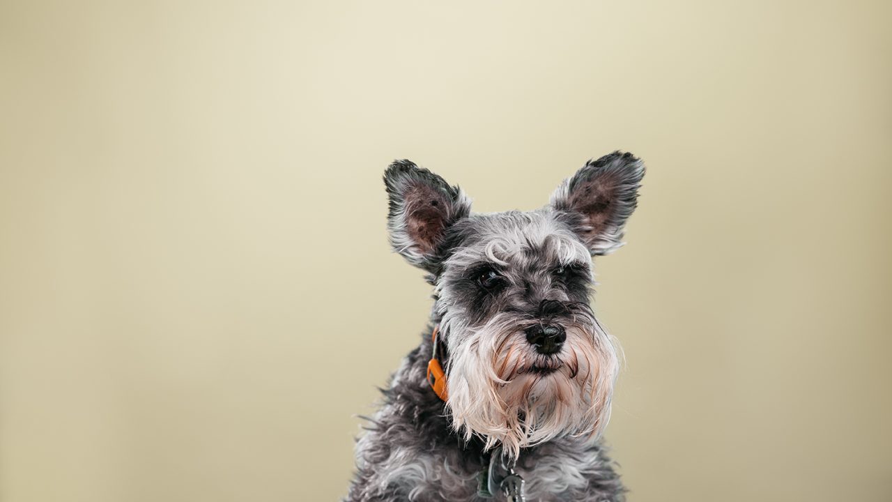 Meet the Dogs of Edmonton Marley Edify.