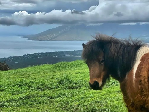 Maui horsey