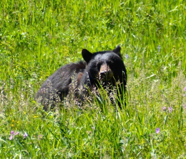 Montana bear
