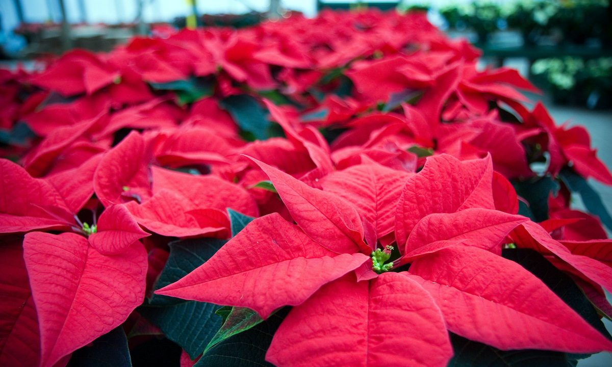 Muttart conservatory christmas