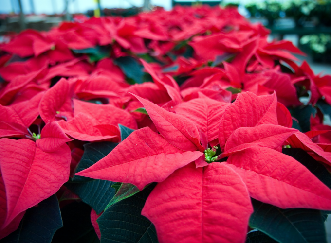 A Muttart Conservatory Christmas