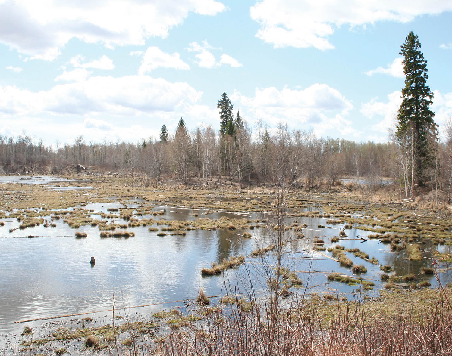 NatureWalks_BeverHillsTrail